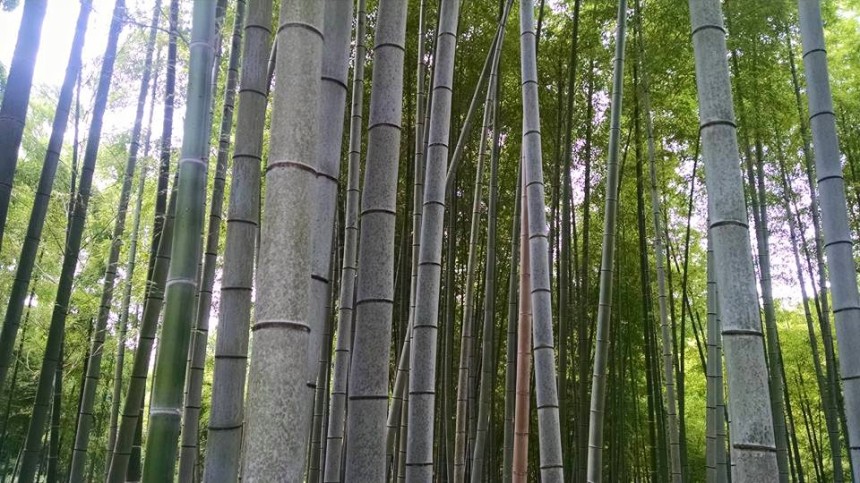 Bamboo forest in Kyoto, Japan. Image Credit: Nicole Radziwill